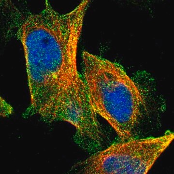 Anti-CPA4 antibody produced in rabbit Prestige Antibodies&#174; Powered by Atlas Antibodies, affinity isolated antibody, buffered aqueous glycerol solution