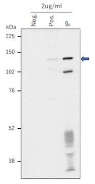 Anti-phospho-TERT (Thr249) Antibody, clone TpMab-3