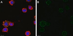Anti-TNF&#945; Antibody, clone 3B20 ZooMAb&#174; Rabbit Monoclonal recombinant, expressed in HEK 293 cells