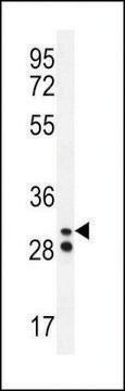 ANTI-NEUTROPHIL ELASTASE(N-TERMINAL) antibody produced in rabbit affinity isolated antibody, buffered aqueous solution