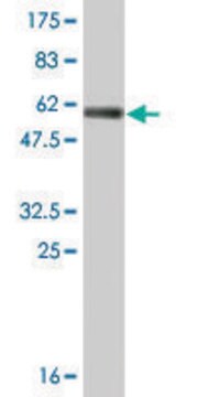 Monoclonal Anti-ECHS1 antibody produced in mouse clone 1G9, ascites fluid
