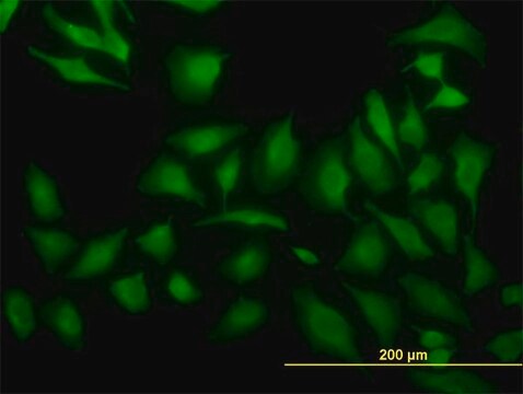 Monoclonal Anti-ARF5 antibody produced in mouse clone 1B4, purified immunoglobulin, buffered aqueous solution