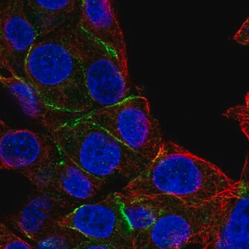 Anti-EPB41 antibody produced in rabbit Prestige Antibodies&#174; Powered by Atlas Antibodies, affinity isolated antibody