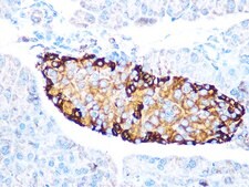 Anti-GLP-1 Antibody, clone 1R1J8, Rabbit Monoclonal