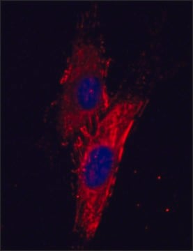 Monoclonal Anti-Fibronectin antibody produced in mouse clone FN-15, ascites fluid