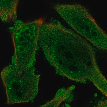 Anti-PRKAG1 antibody produced in rabbit Prestige Antibodies&#174; Powered by Atlas Antibodies, affinity isolated antibody