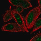 Anti-POLE3 antibody produced in rabbit Prestige Antibodies&#174; Powered by Atlas Antibodies, affinity isolated antibody, buffered aqueous glycerol solution