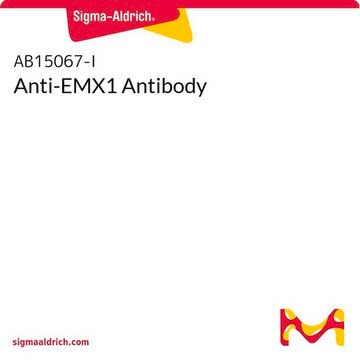 Anti-EMX1 Antibody