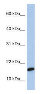 Anti-C9orf46 antibody produced in rabbit affinity isolated antibody