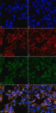 Monoclonal Anti-Malondialdehyde-FITC antibody produced in mouse clone 6H6