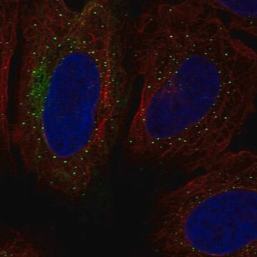 Anti-SH3RF1 antibody produced in rabbit Prestige Antibodies&#174; Powered by Atlas Antibodies, affinity isolated antibody