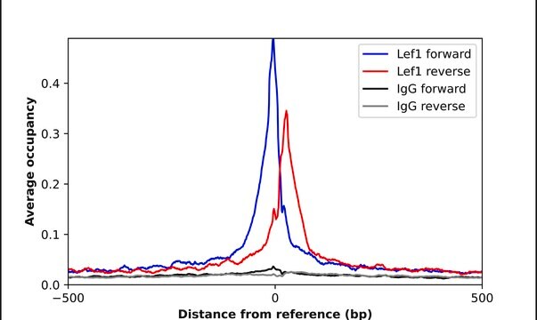 Anti-LEF1 antibody produced in rabbit Prestige Antibodies&#174; Powered by Atlas Antibodies, affinity isolated antibody, buffered aqueous glycerol solution