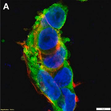 Anti-Lin28A Antibody, clone 1E3 ZooMAb&#174; Rabbit Monoclonal recombinant, expressed in HEK 293 cells