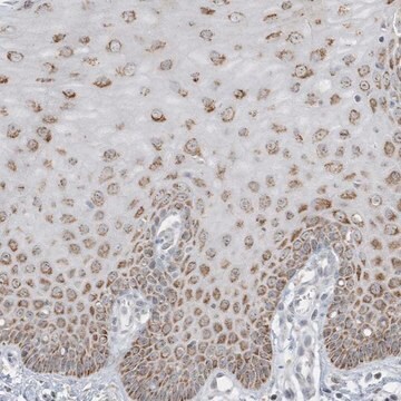 Anti-FNDC1 antibody produced in rabbit Prestige Antibodies&#174; Powered by Atlas Antibodies, affinity isolated antibody, buffered aqueous glycerol solution