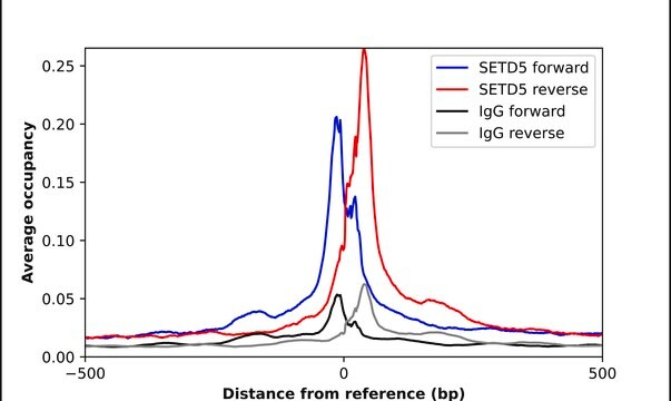 Anti-SETD5 antibody produced in rabbit Prestige Antibodies&#174; Powered by Atlas Antibodies, affinity isolated antibody, buffered aqueous glycerol solution