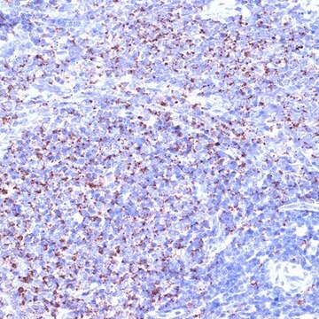 Anti-TC10/RHOQ antibody produced in rabbit