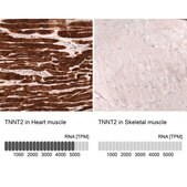 Monoclonal Anti-Tnnt2 Antibody Produced In Mouse Prestige Antibodies&#174; Powered by Atlas Antibodies, clone CL13403, affinity isolated antibody, buffered aqueous glycerol solution
