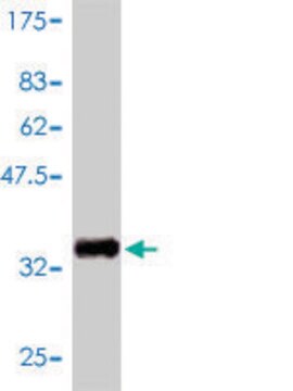 Monoclonal Anti-GNGT2 antibody produced in mouse clone 1G11-C7, purified immunoglobulin, buffered aqueous solution