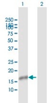 Anti-NXT1 antibody produced in rabbit purified immunoglobulin, buffered aqueous solution