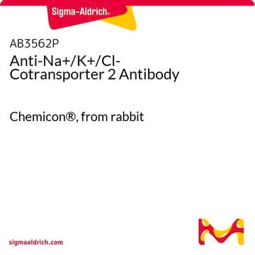 Anti-Na+/K+/Cl- Cotransporter 2 Antibody Chemicon&#174;, from rabbit