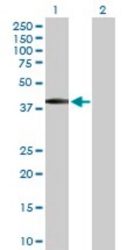 Anti-BSND antibody produced in rabbit purified immunoglobulin, buffered aqueous solution