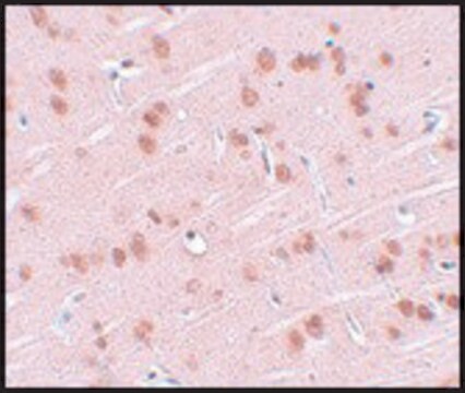 Anti-SYNGR1 antibody produced in rabbit affinity isolated antibody, buffered aqueous solution