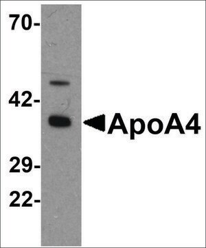 Anti-APOA4 antibody produced in rabbit affinity isolated antibody