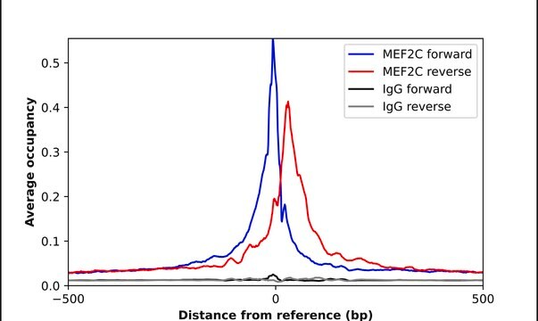 Anti-MEF2C antibody produced in rabbit Prestige Antibodies&#174; Powered by Atlas Antibodies, affinity isolated antibody, buffered aqueous glycerol solution