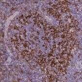 Monoclonal Anti-CD40 antibody produced in mouse Prestige Antibodies&#174; Powered by Atlas Antibodies, clone CL1673, purified immunoglobulin, buffered aqueous glycerol solution