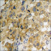 Anti-phospho-p21 Cip1 (pThr145) antibody produced in rabbit affinity isolated antibody