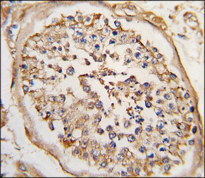 Anti-NPTX2 (C-term) antibody produced in rabbit IgG fraction of antiserum, buffered aqueous solution