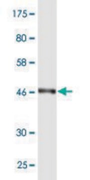 Monoclonal Anti-RAB7L1 antibody produced in mouse clone 1B10, purified immunoglobulin, buffered aqueous solution