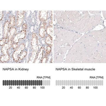 Anti-NAPSA antibody produced in mouse Prestige Antibodies&#174; Powered by Atlas Antibodies, clone CL12954, purified by using Protein A, buffered aqueous glycerol solution