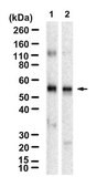 Anti-SLC1A3/EAAT1 Antibody, clone 2C3-K ZooMAb&#174; Rabbit Monoclonal recombinant, expressed in HEK 293 cells