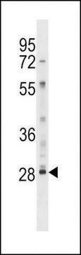 ANTI-LY6G6F(N-TERMINAL) antibody produced in rabbit affinity isolated antibody, buffered aqueous solution