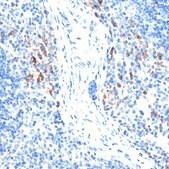 Anti-MMP9 antibody produced in rabbit