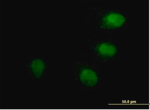 Anti-ANAPC10 antibody produced in mouse IgG fraction of antiserum, buffered aqueous solution