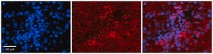 Anti-PDGFB antibody produced in rabbit affinity isolated antibody