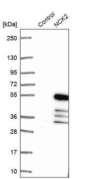 Anti-NCK2 antibody produced in rabbit Prestige Antibodies&#174; Powered by Atlas Antibodies, affinity isolated antibody, buffered aqueous glycerol solution