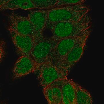 Anti-Lmx1B Antibody Produced In Rabbit Prestige Antibodies&#174; Powered by Atlas Antibodies, affinity isolated antibody, buffered aqueous glycerol solution