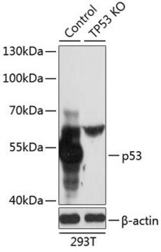 Anti-p53 antibody produced in rabbit