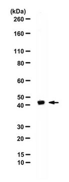 Anti-DOM3Z Antibody from rabbit, purified by affinity chromatography