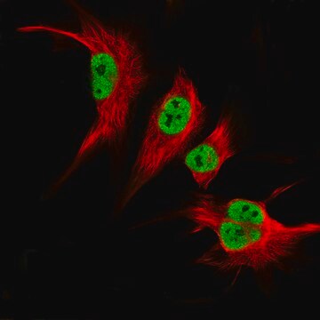 Monoclonal Anti-Klf2 Antibody Produced In Mouse Prestige Antibodies&#174; Powered by Atlas Antibodies, clone CL14502, affinity isolated antibody, buffered aqueous glycerol solution