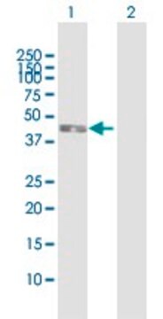 Anti-IL5RA antibody produced in mouse purified immunoglobulin, buffered aqueous solution