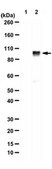 Anti-Potassium Channel KCNQ5 Antibody from rabbit, purified by affinity chromatography
