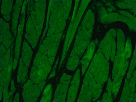 Anti-&#945;1-Syntrophin (RA-16) antibody produced in rabbit buffered aqueous solution, IgG fraction of antiserum