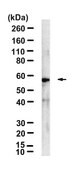 Anti-CHRM4 Antibody, clone 18C7.2 ZooMAb&#174; Mouse Monoclonal recombinant, expressed in HEK 293 cells