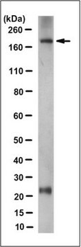 Anti-Nephrin Antibody, clone 3B6.1 clone 3B6.1, from mouse