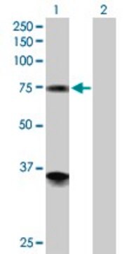 Anti-PGM2 antibody produced in rabbit purified immunoglobulin, buffered aqueous solution