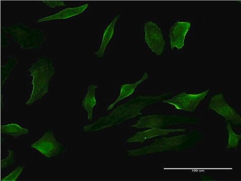 Monoclonal Anti-P2RY1, (N-terminal) antibody produced in mouse clone 4C2, purified immunoglobulin, buffered aqueous solution